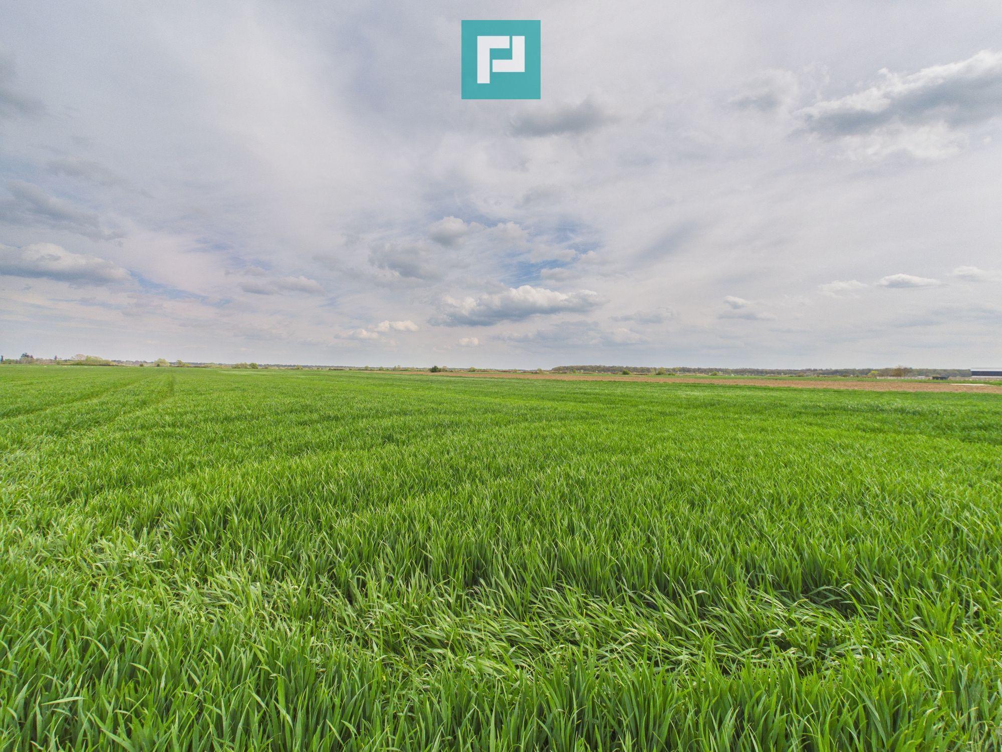 Teren extravilan 19.900 mp – Giroc centură - 1