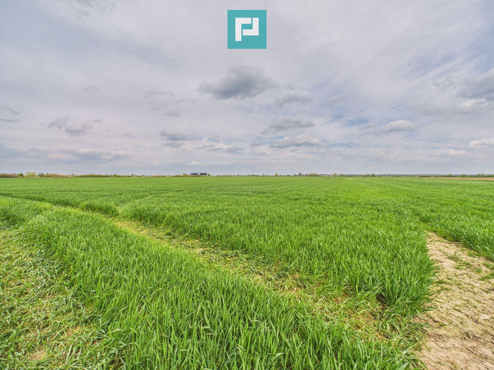 Teren extravilan 19.900 mp – Giroc centură - 4