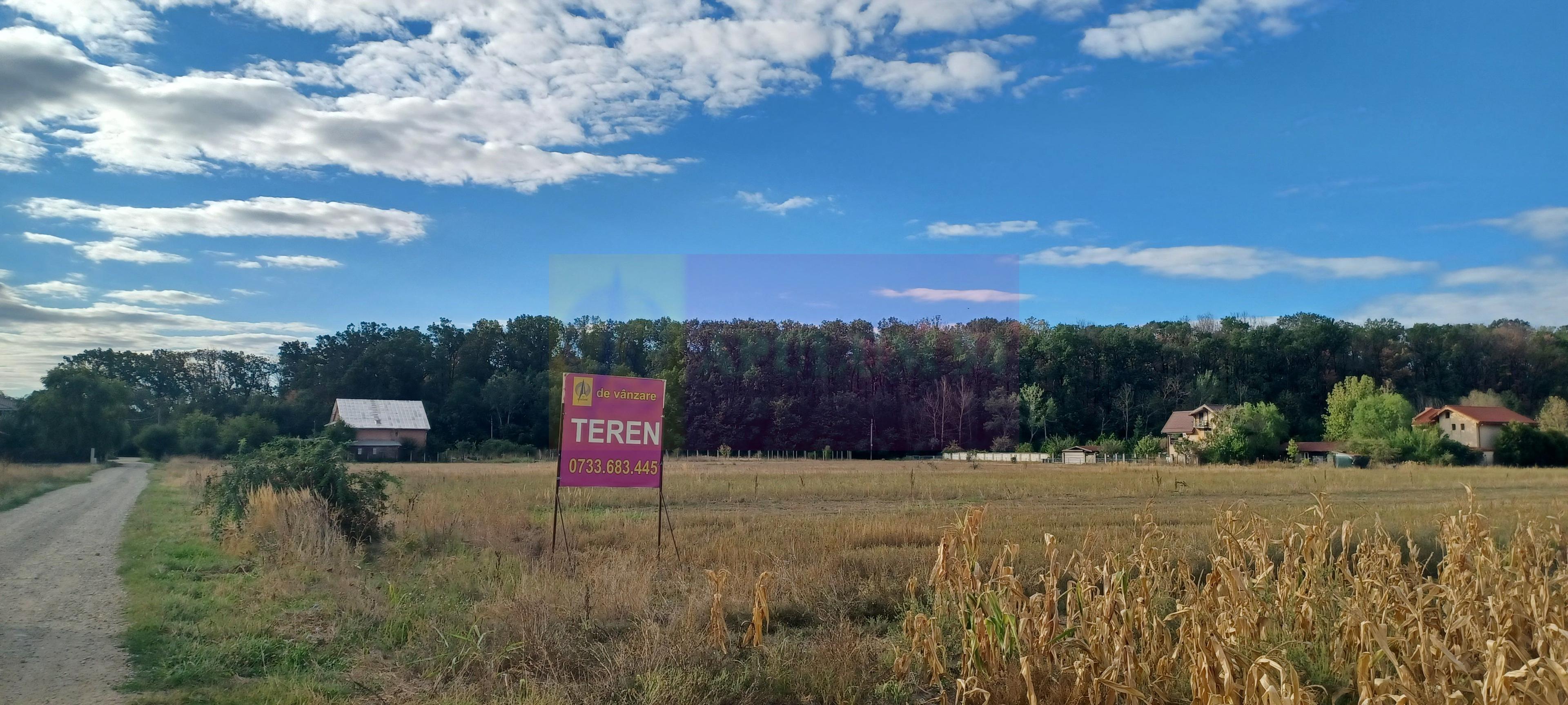 Gulia teren 11.157 mp, lângă Pădurea Cereanca - 1