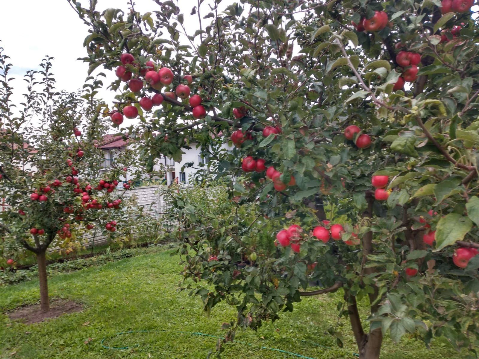 Casă individuală 5 camere cu garaj curte si gradină Șura Mare - 16
