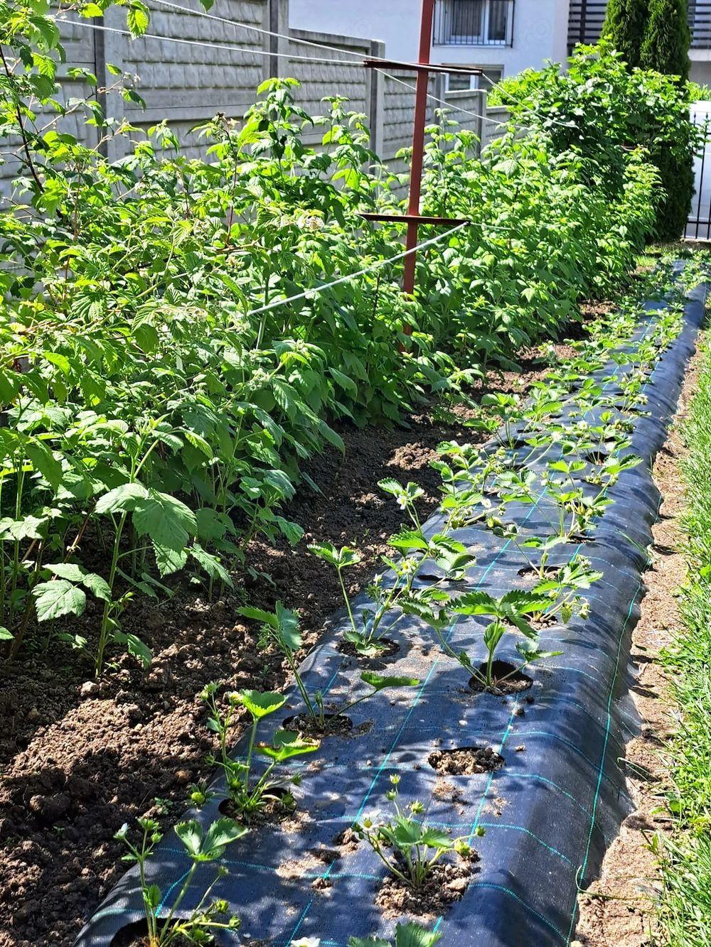 Casă individuală 5 camere cu garaj curte si gradină Șura Mare - 13