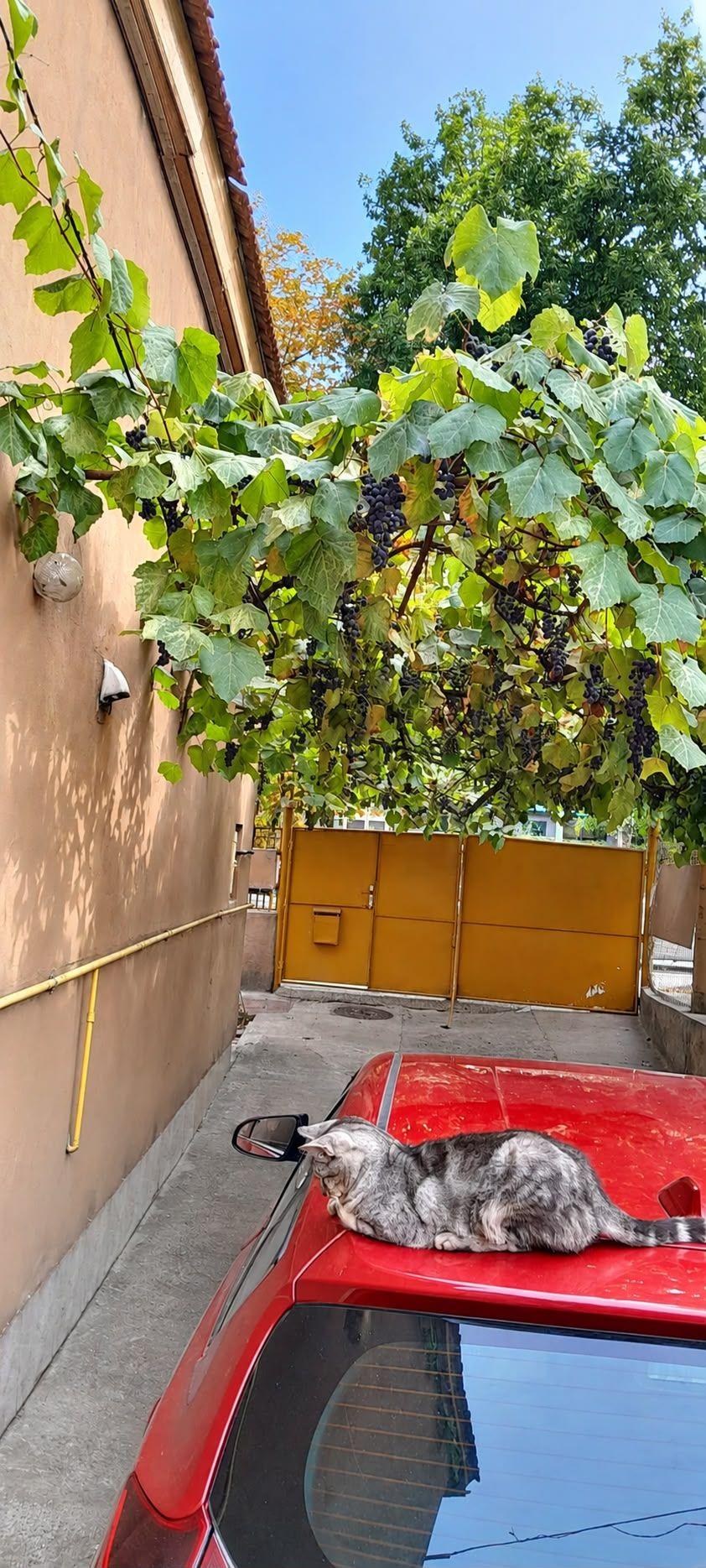 Casa individuala cu 5 camere in zona Dâmbovița din Timișoara - 11