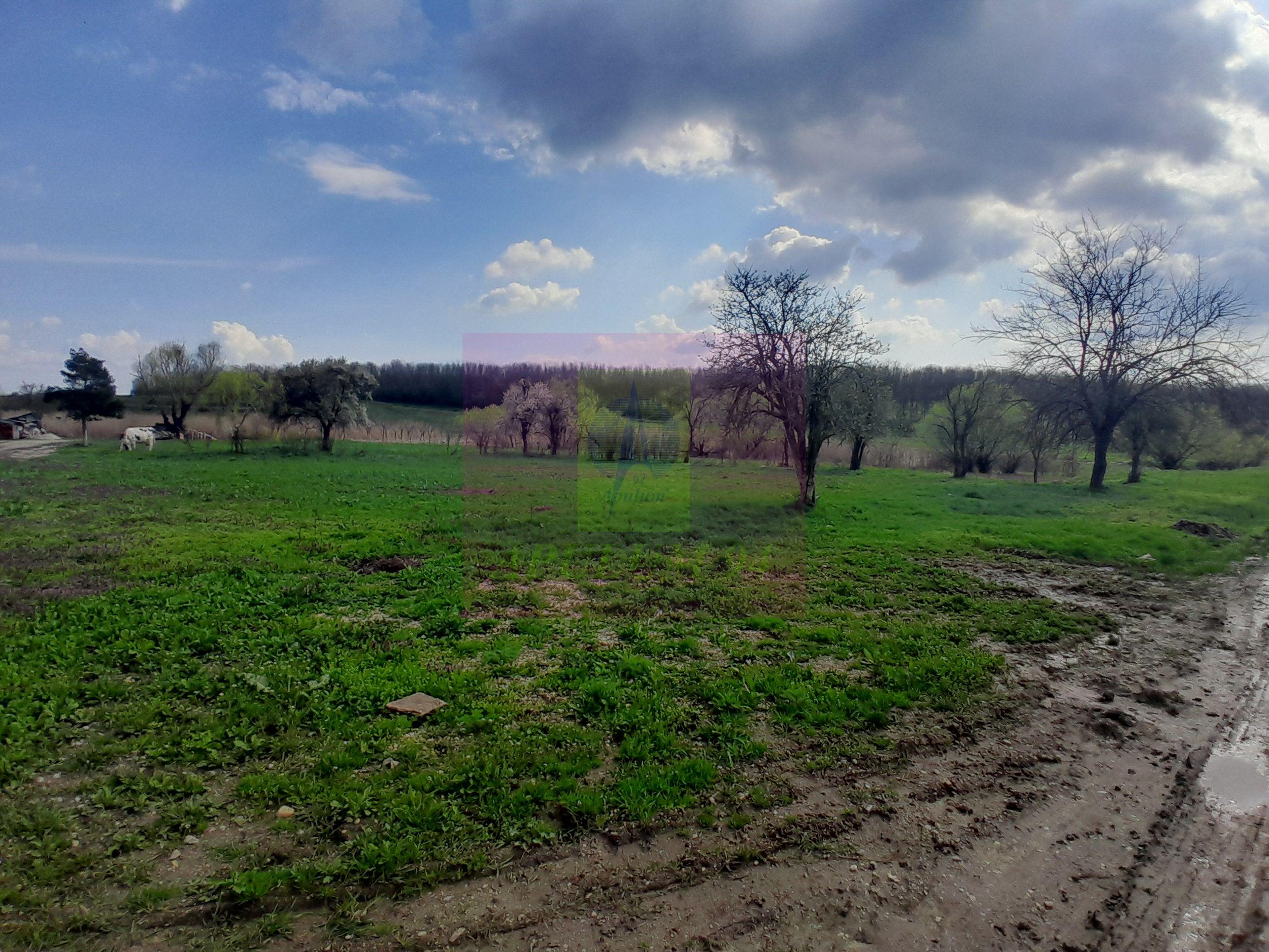 GIURGIU - SE VINDE TEREN 3400 MP IN SAT PODU ILFOVATULUI - 7