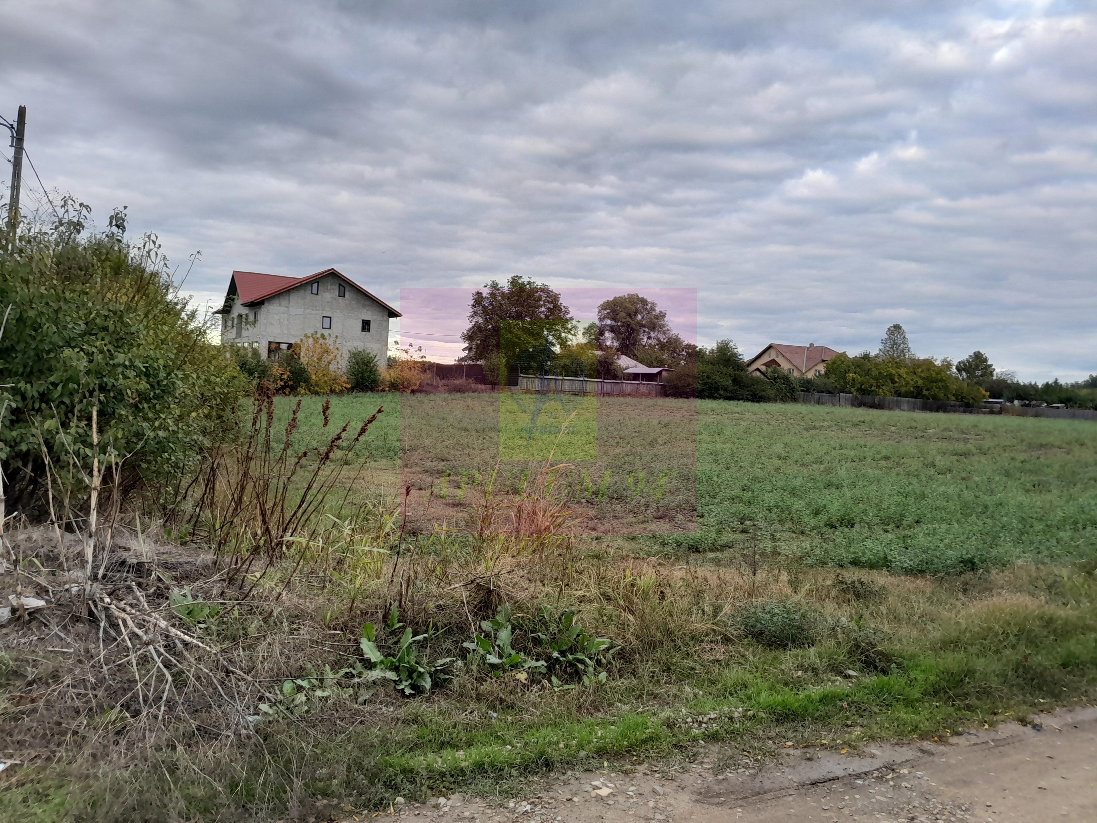 COSERENI (IL) - SE VINDE TEREN 2000 MP LA SOS BUCURESTI -URZICENI - 5