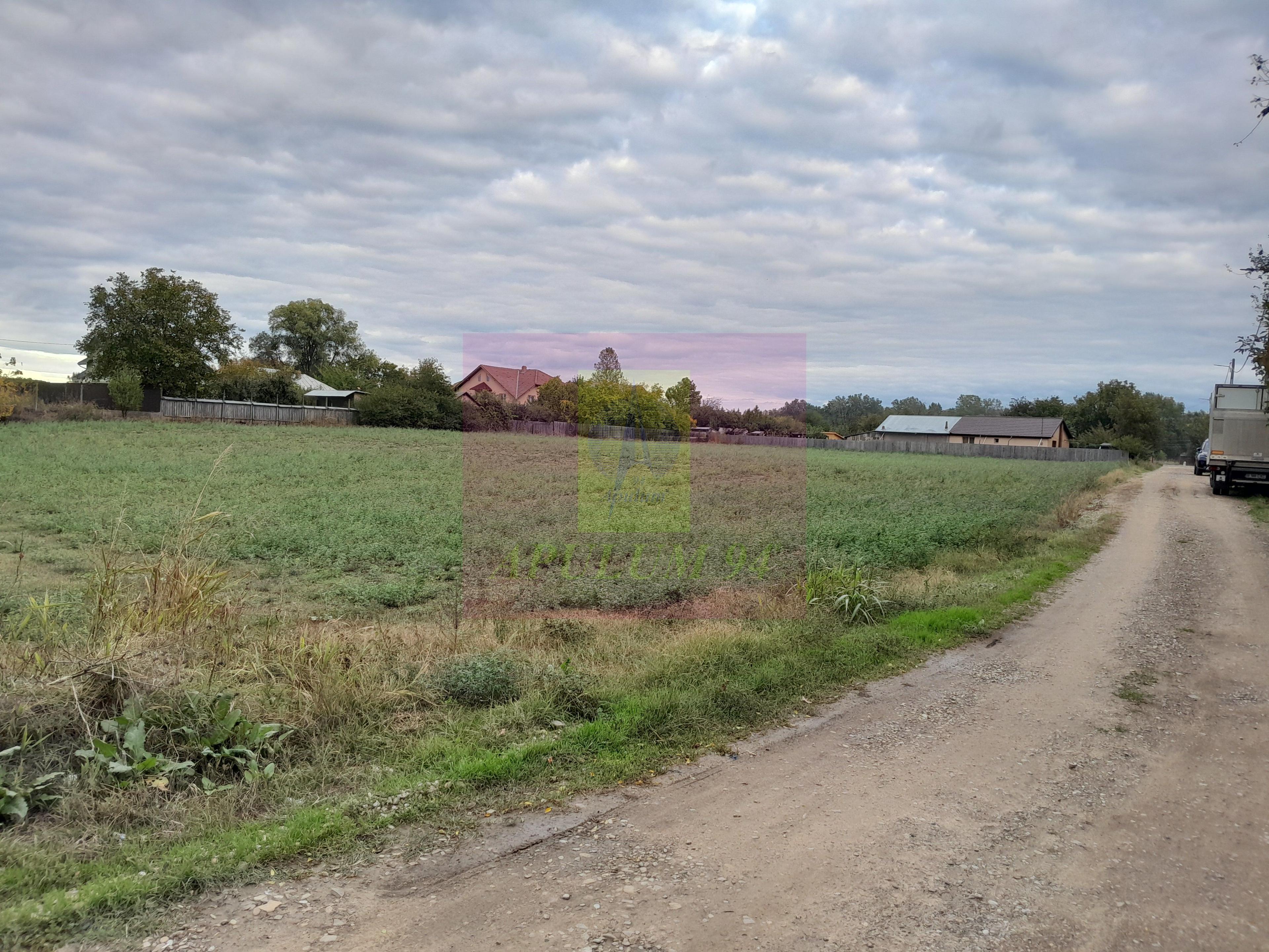 COSERENI (IL) - SE VINDE TEREN 2000 MP LA SOS BUCURESTI -URZICENI - 6