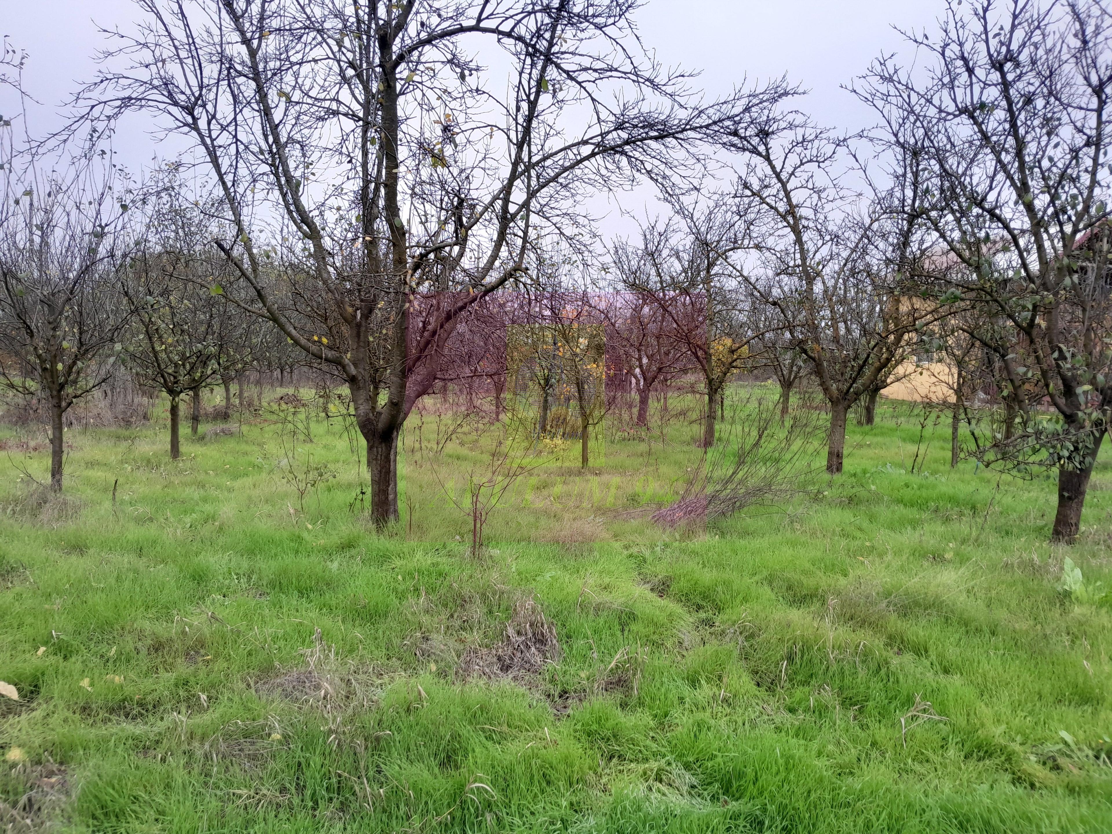 BARCANESTI (IL) - SE VINDE CASA + TEREN 16K MP - 64