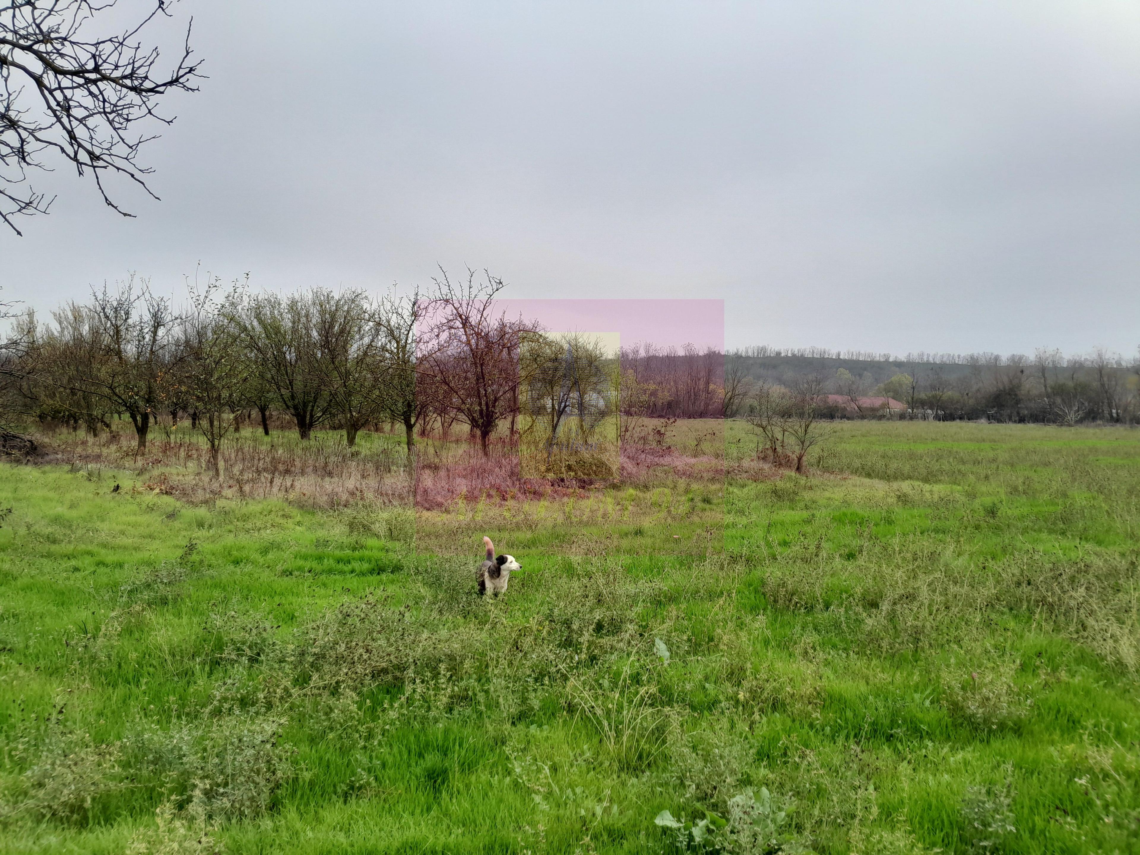BARCANESTI (IL) - SE VINDE CASA + TEREN 16K MP - 51