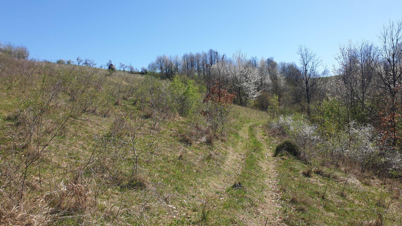 Teren cu panoramă fabuloasă, 10.059 mp, Roșia. 19.000 EUR. Comision 0 - 3